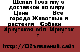 Щенки Тоса-ину с доставкой по миру › Цена ­ 68 000 - Все города Животные и растения » Собаки   . Иркутская обл.,Иркутск г.